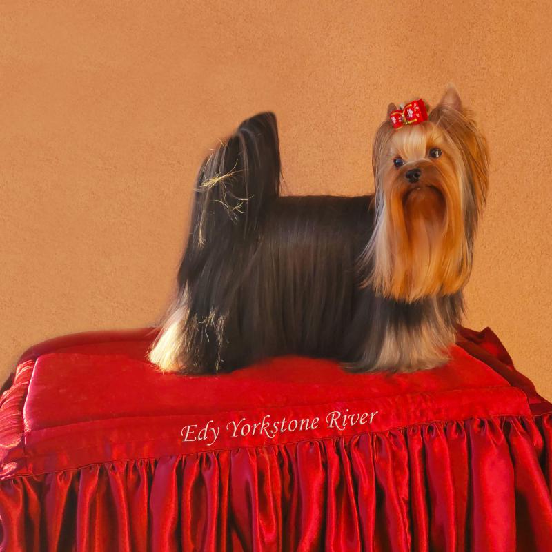 Edy Yorkstone River 13
